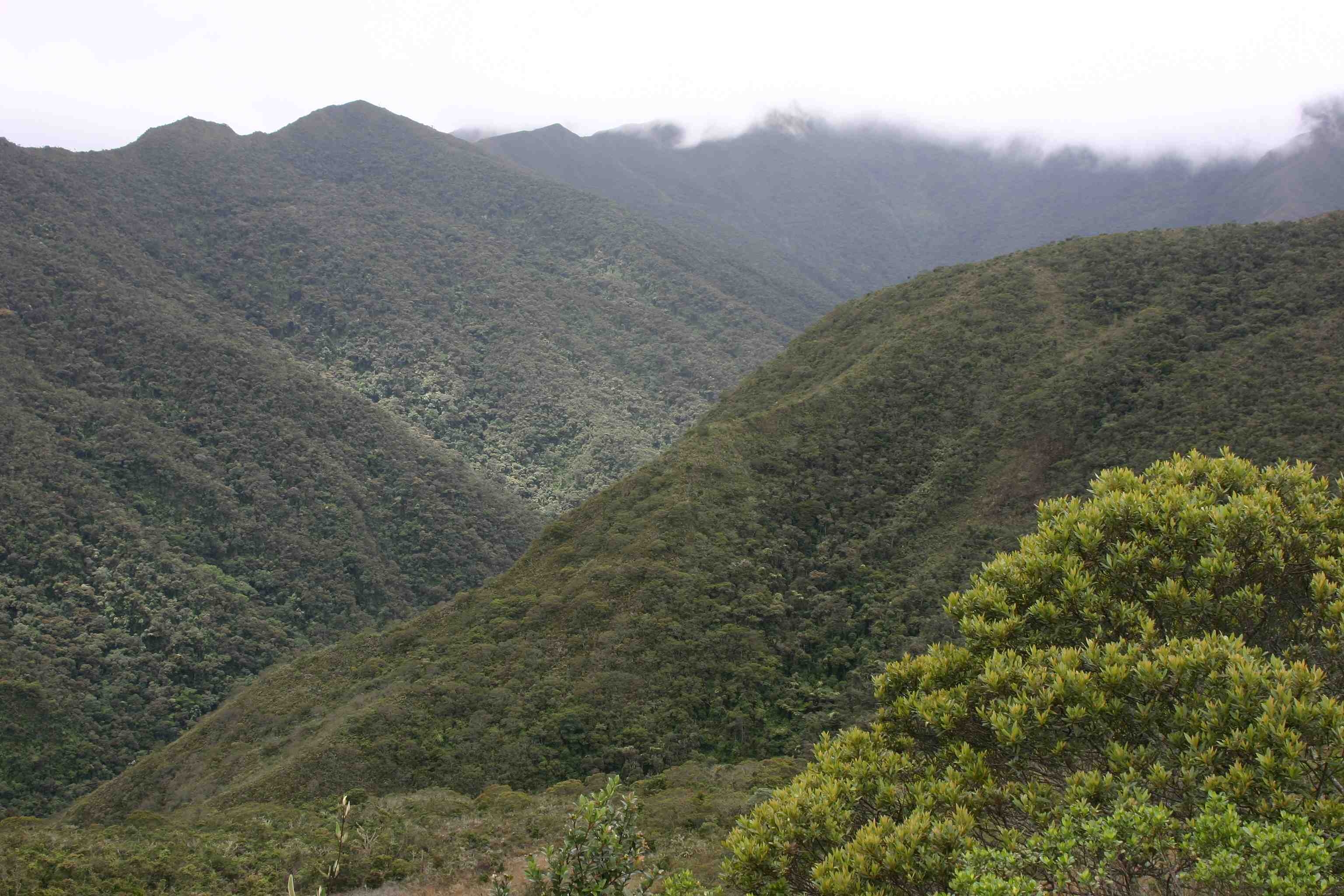 Bosque ecuatoriano